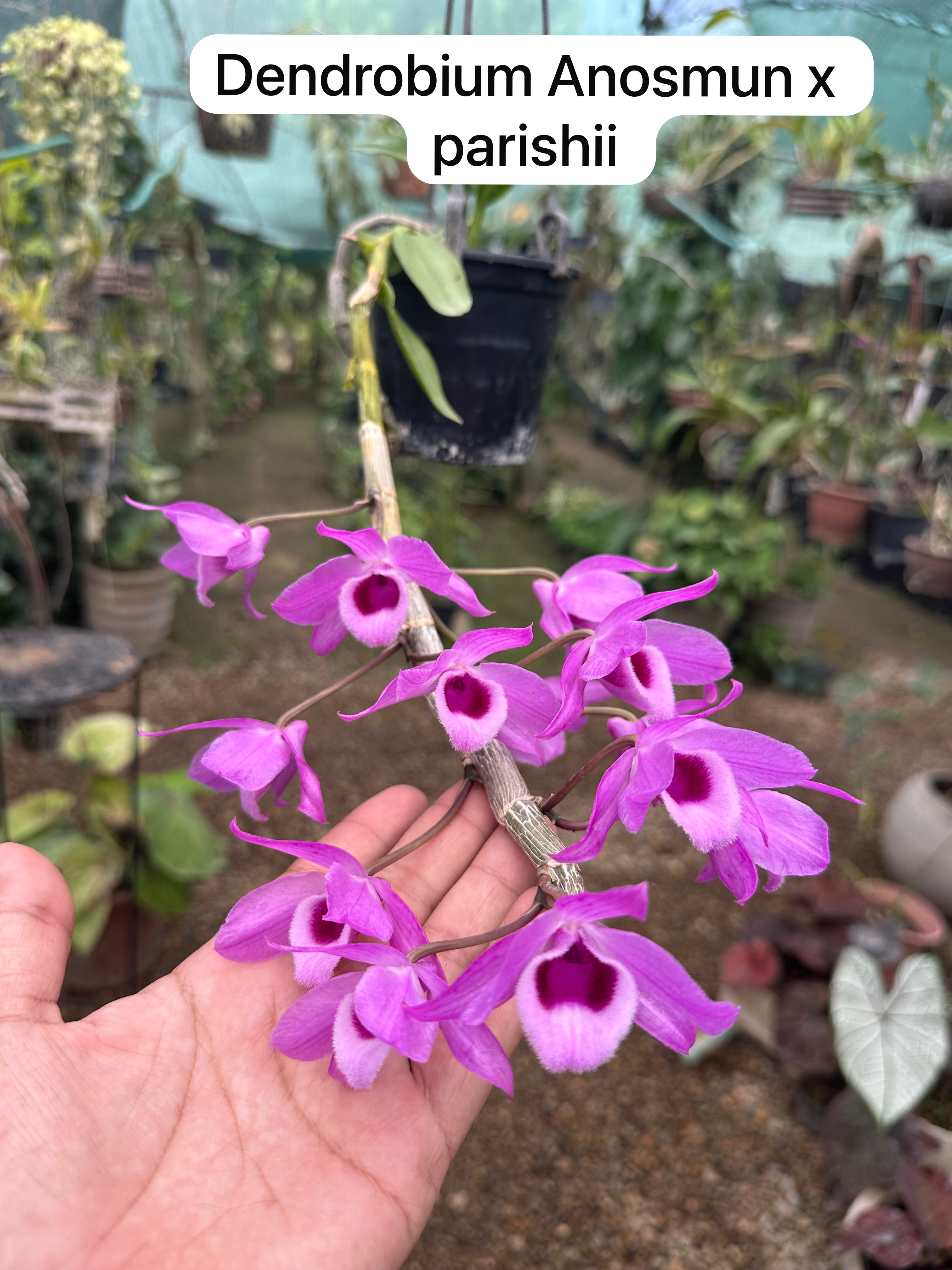 Dendrubium Anosmu x parishii