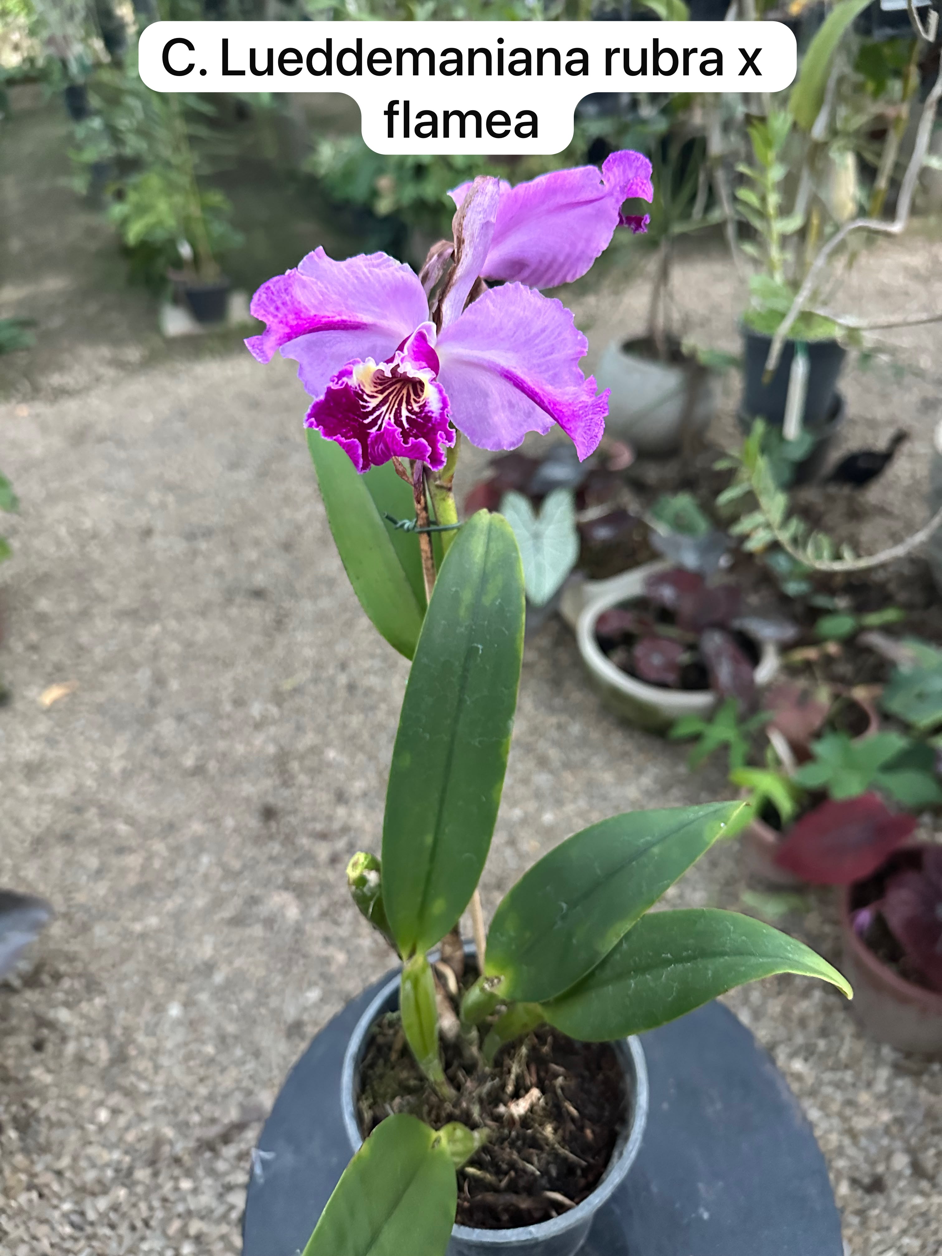 C. Lueddemaniana rubra x flamea