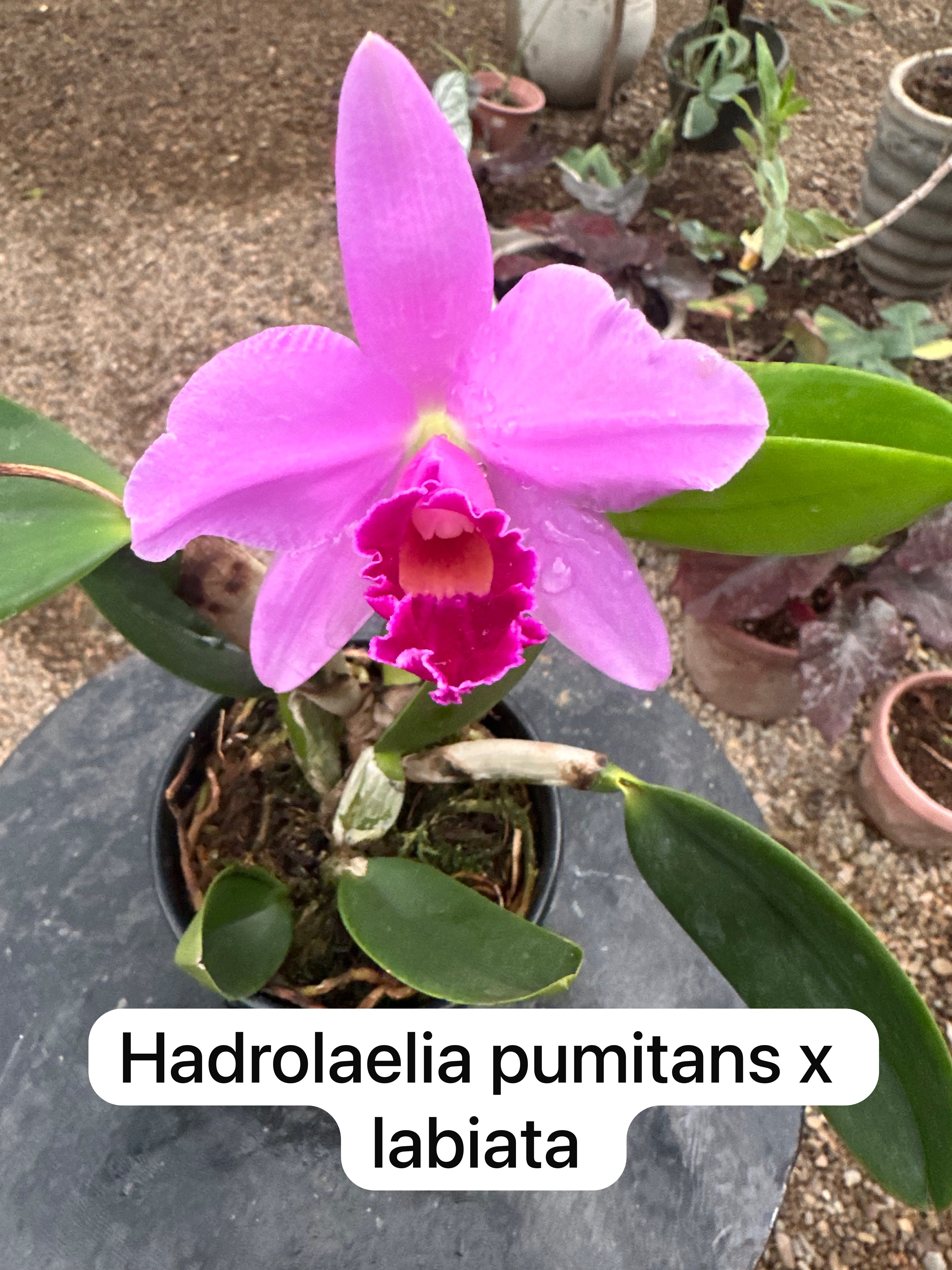 Hadrolaelia pumitans x labiata