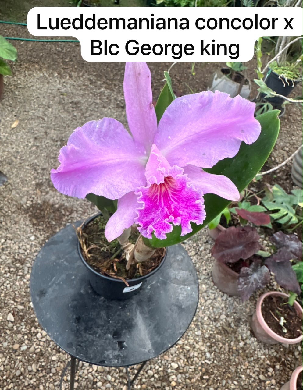 Lueddemaniana concolor x Blc George king